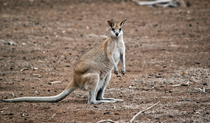 Naklejka na ściany i meble the agile wallaby is looking for food during a drought
