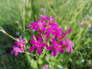 lila Sommerblume