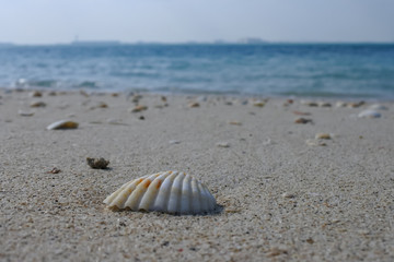 shells washed up on the beach