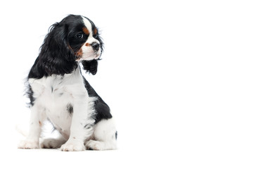 puppy spaniel dog looking sideways on a white background