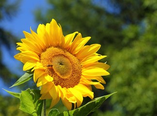 Fototapeta premium Sunflower.
