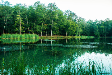 green lake in the forest