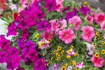 pink petunias and other flowers are blooming in the flower bed