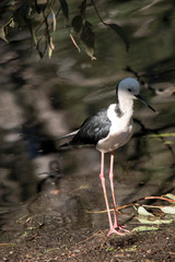 the black neck stilt has long legs and a black beak