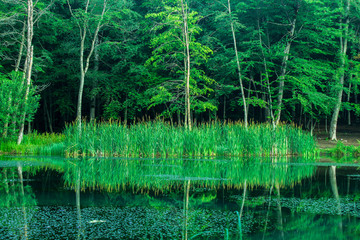 green lake in the forest