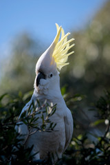 the sulphur crested cockatoo is showing its feathers