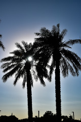 Sun shining through fronds of a pair of palm trees