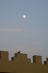 Moon Rising over Arabic style architecture wall with Pigeon sitting on ledge