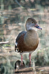 the plumed whistling duck is standing in water