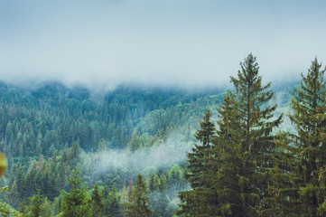 Misty landscape with fir forest in hipster vintage retro style