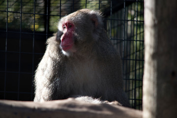 the Japanese Macaque has a pink face