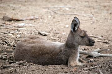 the kangaroo-island kangaroo is having a rest