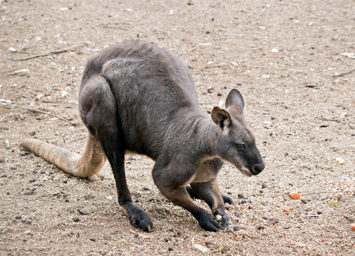 the euro or wallaroo is a very muscular animal