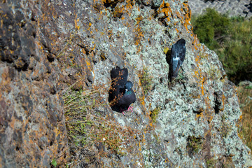 beautiful mountain pigeons on the rocks