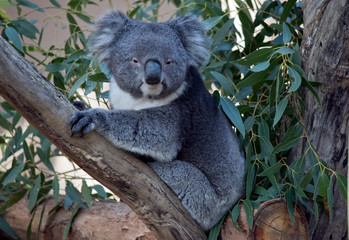 the koala is a grey and white marsupial