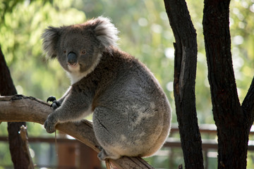 the koala is walking on a branch