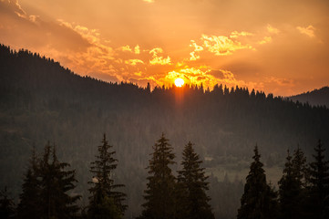 Magical sunset in the mountains behind the coniferous trees