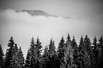 Mystical mysterious fog in the mountains
