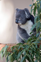 the koala is a grey and white marsupial with fluffy ears