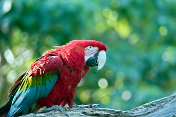 the red and green macaw is resting on a log