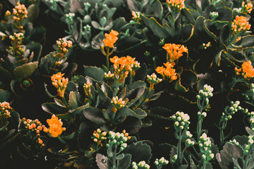 Florist kalanchoe flowers in saffron colors