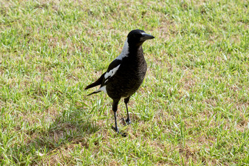 the magpie is looking for bugs in the grass