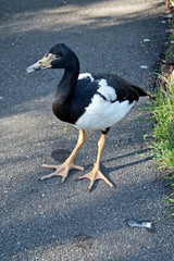 the magpie goose is walking on a path