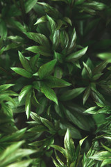 Abstract green leaves peony texture. Top view. Nature background.