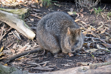 the quokka is a cute marsupial with grey fur