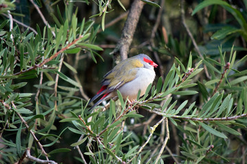 this is a side view of a red browed finch