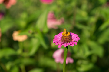 large pink flower-zinnia of the family Asteraceae