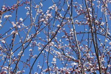 Cherry Blossoms