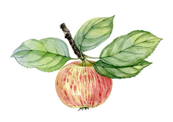 Watercolor hand drawn apple. Can be used as print, poster, packaging design, illustration, textile, stickers.