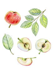 Watercolor hand drawn apple. Can be used as print, poster, packaging design, illustration, textile, stickers.