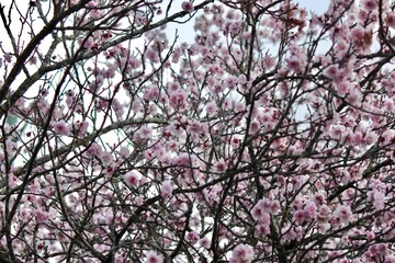 Cherry Blossoms