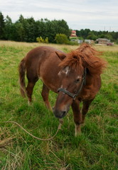 a brown horse grazing in a green meadow