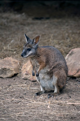 Naklejka na ściany i meble The tammar wallaby, also known as the dama wallaby or darma wallaby, is a small macropod native to South and Western Australia