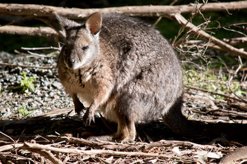 Naklejka na ściany i meble the tammar wallaby is looking for food