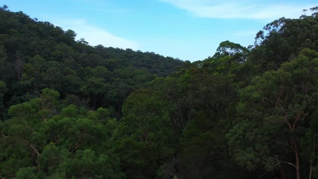 Flying up over a tree dense hillside to reveal a huge tree covered mountin range in Sydney NSW Australia.