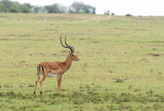 Male impalas grazing in the plains of Africa inside Masai Mara National Reserve during a wildlife safari