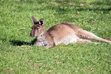 the western grey kangaroo is resting in the grass