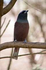 the white browed swallow is perched on a branch