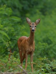 deer in the woods