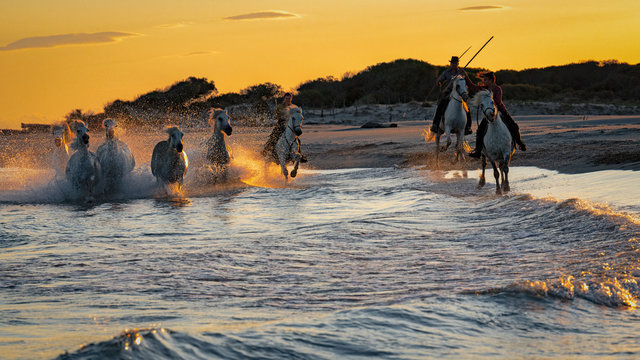 Aigues-Mortes - France - Cavalcade de juments au coucher du soleil sur la plage