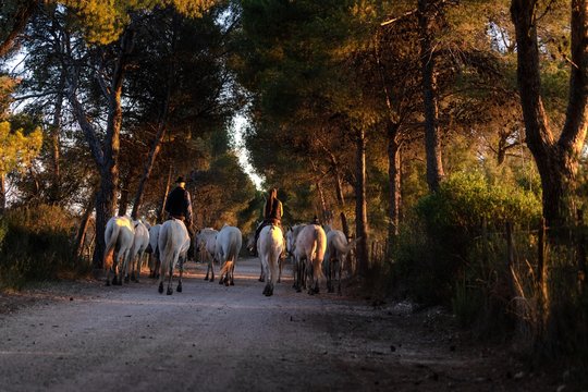 Troupeu de juments men&eacute; par deux gardians sur la route des marais - Aigues-Mortes - Camargue - France