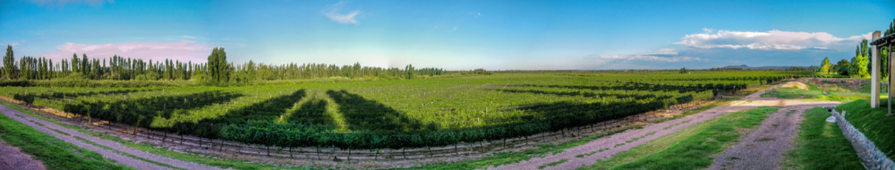 Fototapeta na wymiar Panoramic view of a winery in Mendosa Argentina