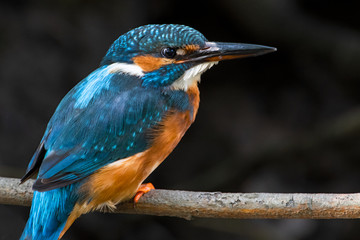 Eisvogel-Potrait