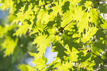 Vivid summertime background with vivid green leafs against blue sunny sky.