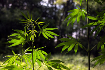 Openwork hemp branches in the sun.In the backlight, an attractive, popular plant.The sunbeam illuminated a huge leaf.