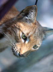 Photo portrait of a beautiful lynx